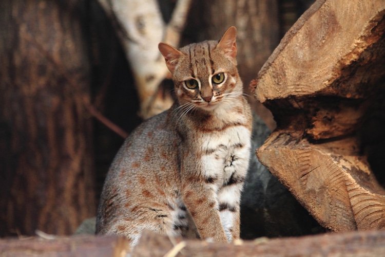 The Rusty-spotted cat